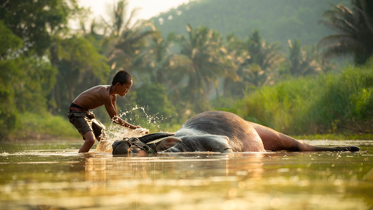 young boy in river with a buffalo