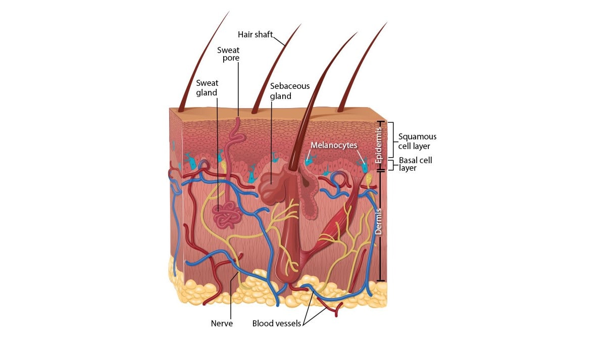 Diagram showing the basal and squamous cell layers of the skin.