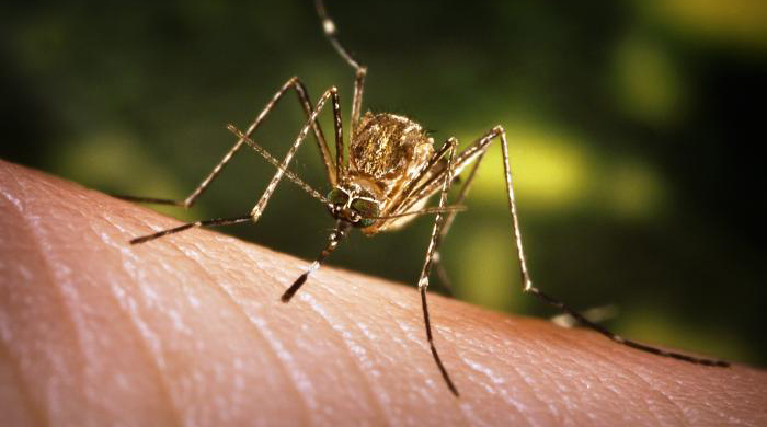 Close-up, anterior view of a female Culex tarsalis mosquito on human skin