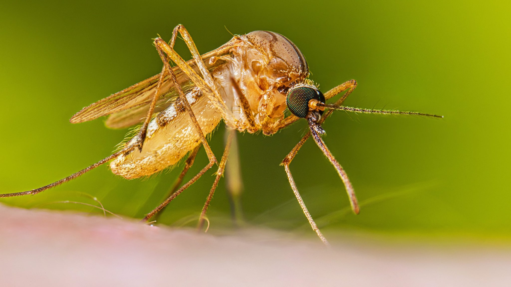 Culex species mosquito