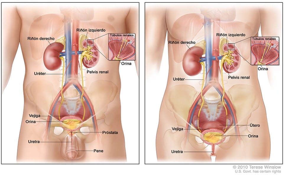 Ilustración del diagrama de anatomía de riñón y vejiga vector de dibujos  animados  Vector Premium