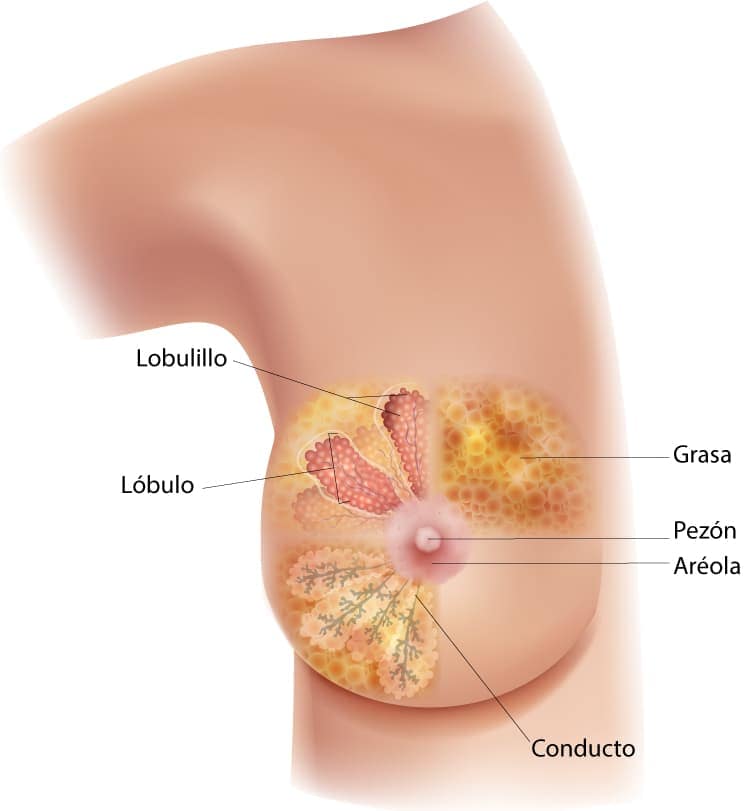 Una diagrama de la vista de sección transversal de la mama, que se enfoca en los lobulillos, los lóbulos, el conducto, la aréola, el pezón y la grasa.