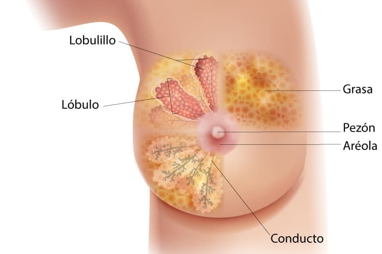 Una diagrama de la vista de sección transversal de la mama, que se enfoca en los lobulillos, los lóbulos, el conducto, la aréola, el pezón y la grasa.