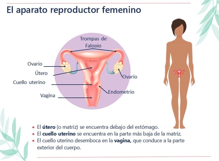 Diagrama del aparato reproductor femenino