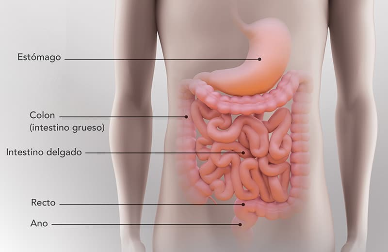 Un diagrama del sistema digestivo humano, etiquetado: Estómago, Colon (intestino grueso), Intestino delgado, Recto y Ano.