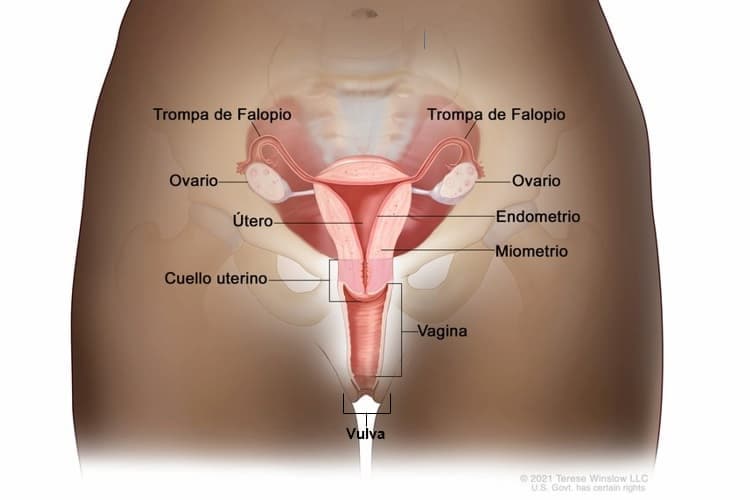Diagrama del sistema reproductor femenino que muestra las trompas de Falopio, los ovarios, el útero, el cuello uterino, la vagina y la vulva