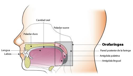 Diagrama de la cavidad oral y orofarÃ­ngea. La cavidad oral incluye los labios, la mucosa labial y bucal, las dos terceras partes delanteras de la lengua, el trÃ­gono retromolar, el suelo (fondo) de la boca, la gingiva, y el paladar duro. La orofarÃ­ngea incluye las amÃ­gdalas palatina y lingual, la tercera parte trasera o base de la lengua, el paladar suave, y la pared posterior de la faringue.