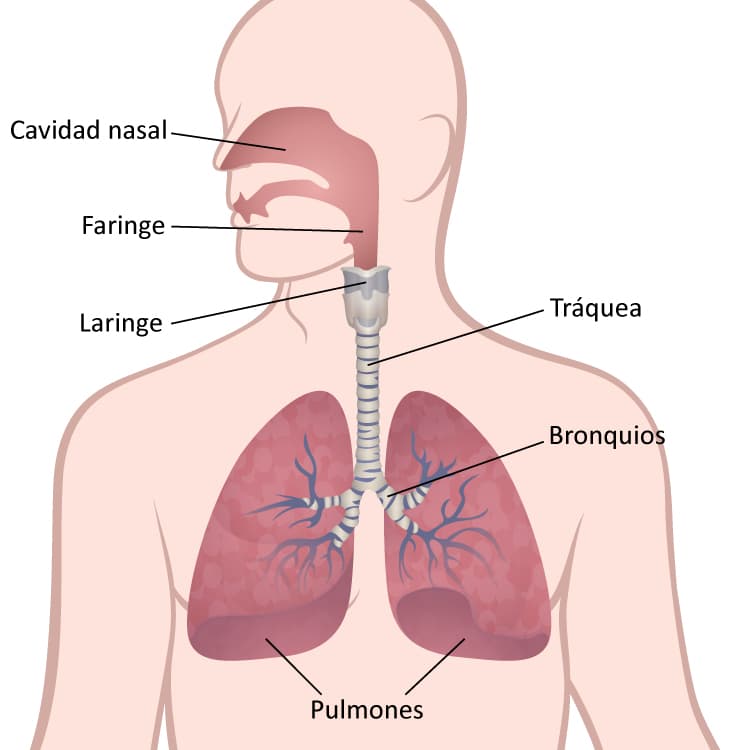 Una ilustración médica del sistema respiratorio, mostrando los pulmones, bronquios, tráquea, laringe, faringe y cavidad nasal.