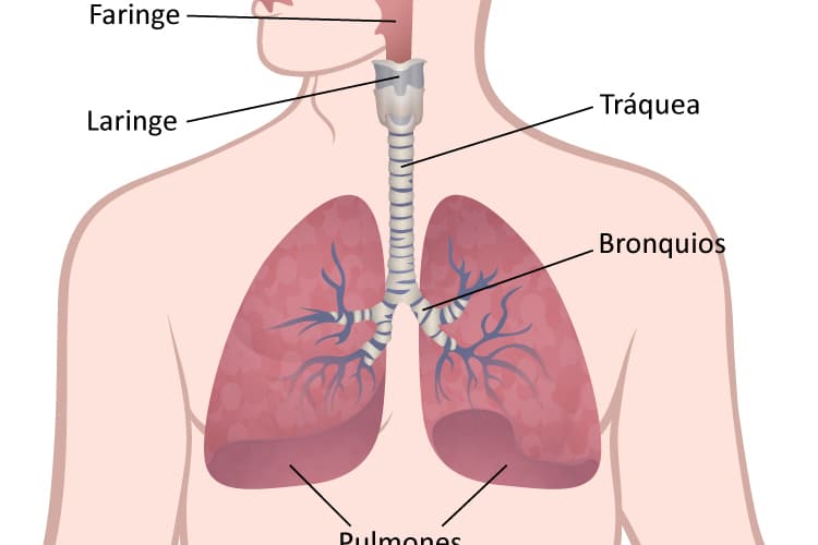Una ilustración médica del sistema respiratorio, mostrando los pulmones, bronquios, tráquea, laringe, faringe y cavidad nasal.