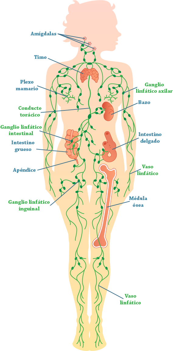 Diagrama del sistema linfático
