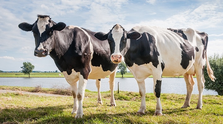Dos grandes vacas blancas y negras paradas en un campo con un cuerpo de agua detrés de ellas