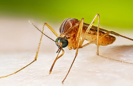 Un mosquito culex alimentándose de sangre humana