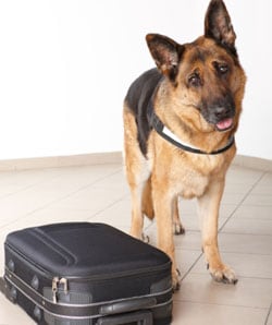 Perro junto a una maleta