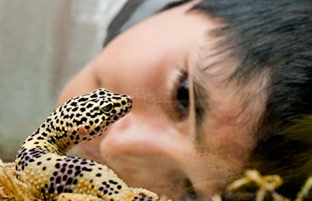 Cuidado con los reptiles y anfibios como mascotas