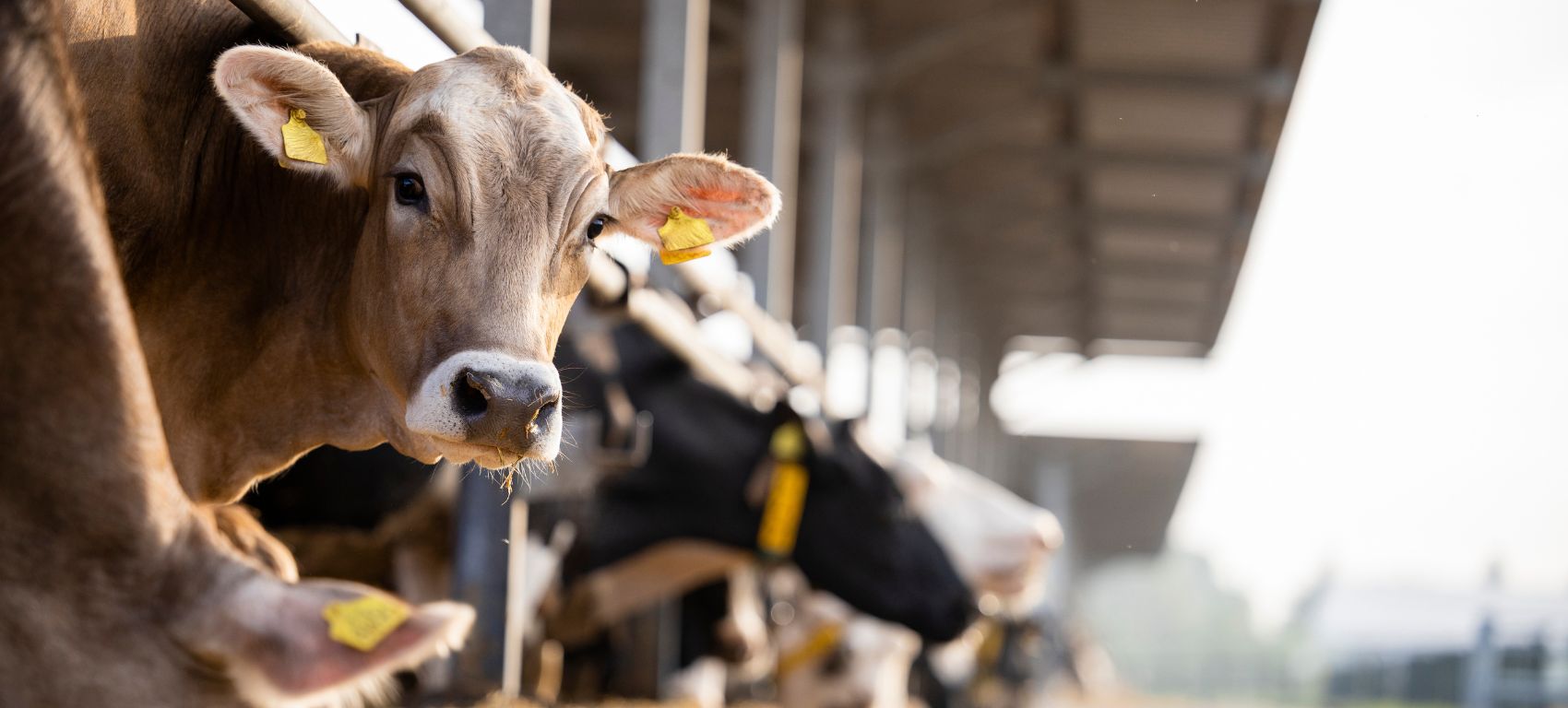 Vacas alimentándose de forraje de pie en una fila de establos