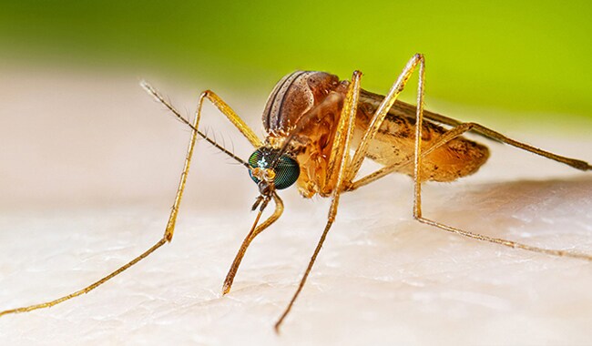 Un mosquito culex alimentándose de sangre humana