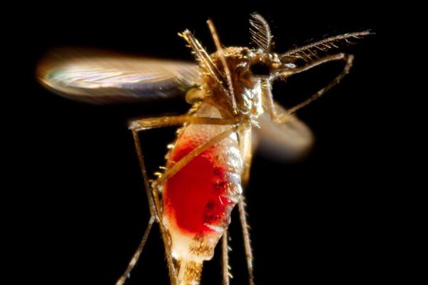 Un mosquito hembra de la especie Aedes aegypti sale volando desde la superficie de la piel de su huésped. Foto: James Gathany.