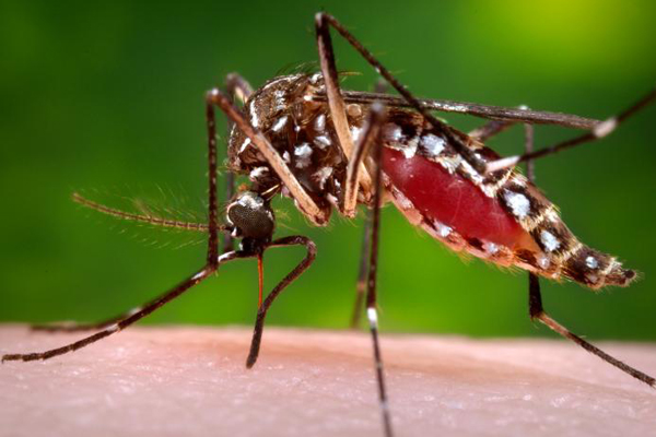 Virus Del Zika Medios De Comunicacion Cdc En Espanol Virus Del Zika Medios De Comunicacion Cdc En Espanol