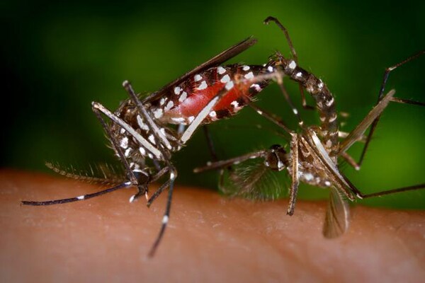 Par de mosquitos de la especie Aedes albopictus practicando un ritual reproductivo mientras la hembra se alimenta de sangre. Foto: James Gathany.