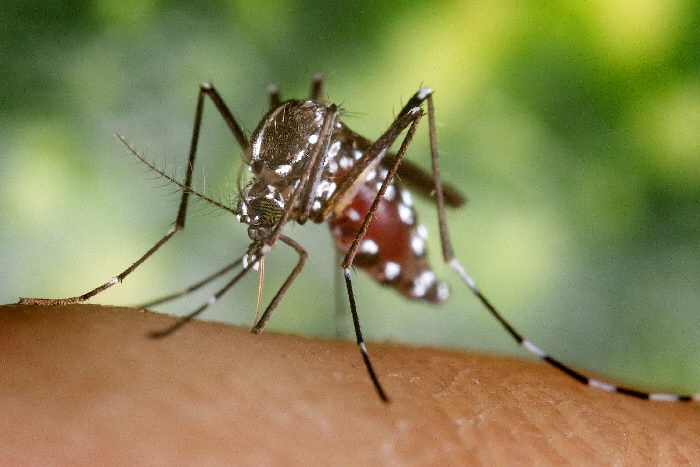 Mosquito hembra de la especie Aedes albopictus se alimenta de un huésped humano y está lleno de sangre. Foto: James Gathany.