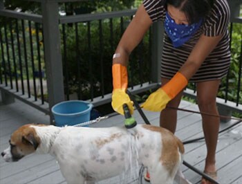 Mujer bañando un perro al aire libre