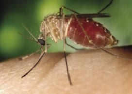 Fotografía de un mosquito sobre la piel humana