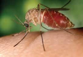 Fotografía de un mosquito sobre la piel humana