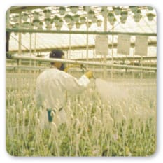 Vista lateral de trabajador de la cintura para arriba usando ropa y respirador de protección mientras aplica sustancias químicas en plantas colgantes de un invernadero