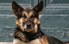 Perro pastor alemán sentado y mirando al frente