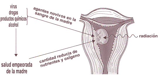 photo del sistema reproductivo de la mujer con feto