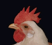 primer plano de un pollo