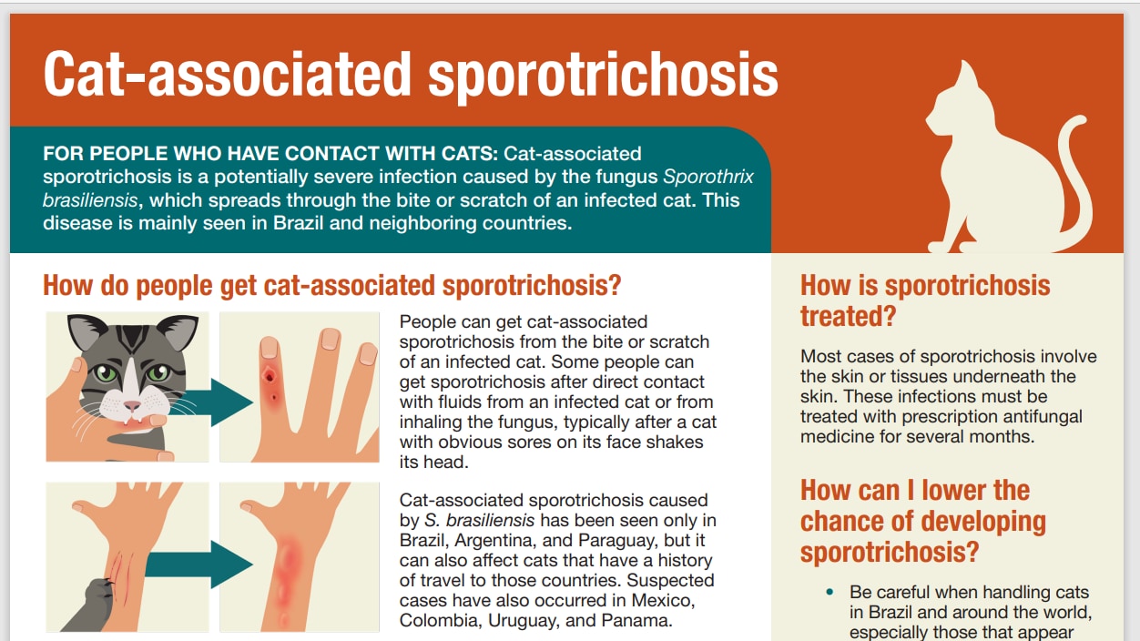 Information on cat-associated sporotrichosis