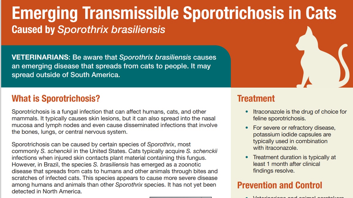 Information on Sporotrichosis in cats for vets