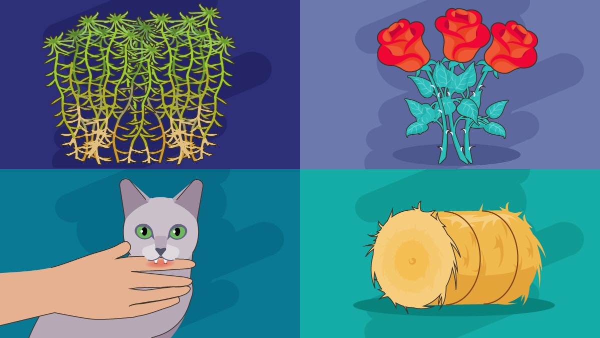 An illustration of a cat, hay, plants and roses to show the transmission of sporotrichosis