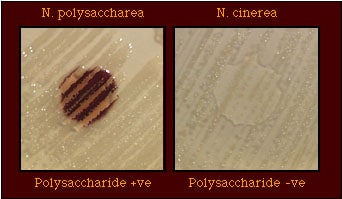 Polysaccharide from Sucrose