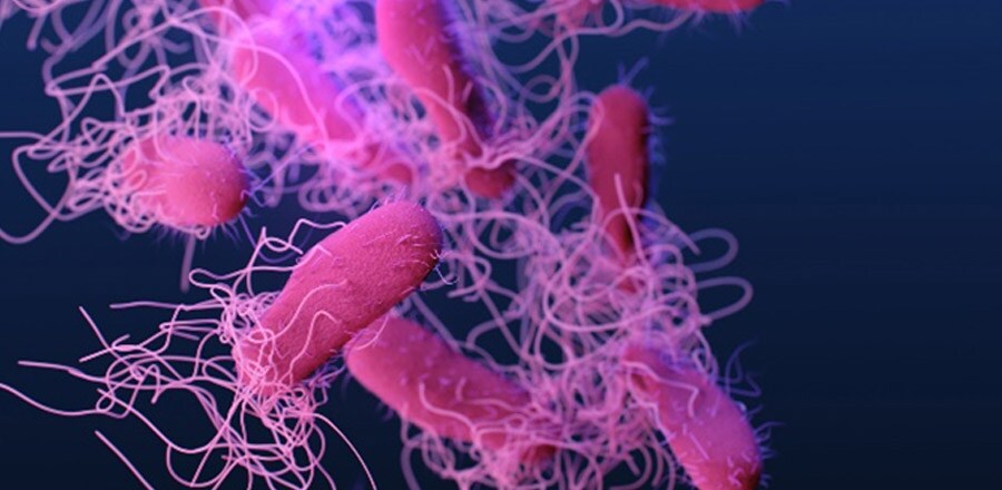 Salmonella enteria serovar Typhi. Illustration by James Archer, 2019, CDC/ Antibiotic Resistance Coordination and Strategy Unit