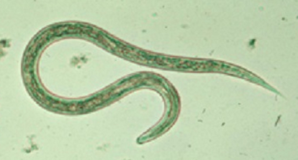 Hellimite Insect Restored CDC | About Soil-transmitted helminths | Soil-Transmitted ...