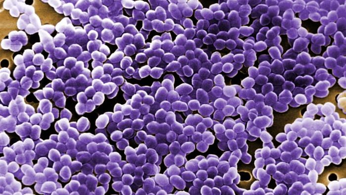 Other Streptococcus Species and Related Genera Activities | Strep Lab | CDC