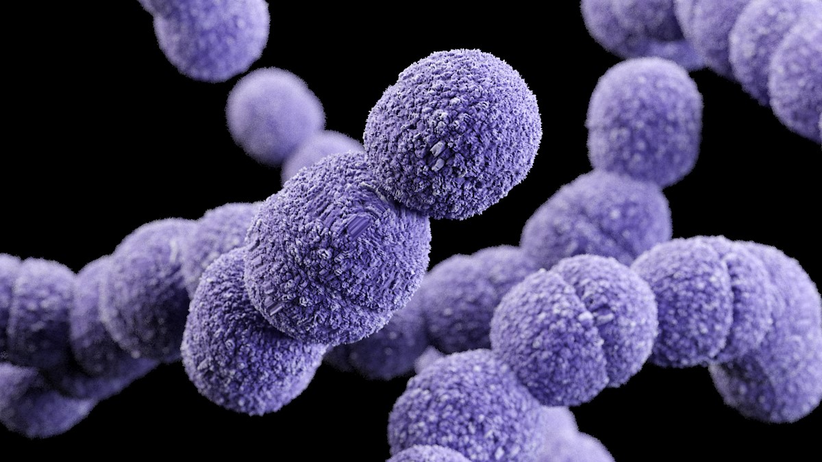 Streptococcus Agalactiae Activities Strep Lab CDC streptococcus-agalactiae-activities-strep-lab-cdc
