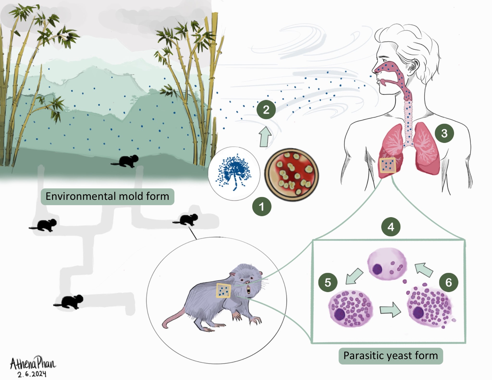 image of Talaromyces in outdoor environment as mold spores with diagrams of the spores being inhaled by bamboo rats and by a human. In both they turn to parasitic yeast.