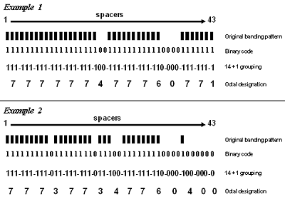 Image: Two examples of spoligotype results showing the original banding patterns as well as the steps involved in converting the banding pattern results to the final octal code designation. The octal designation is the form of the result that is reported by the genotyping laboratories to TB programs.