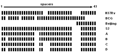 Image: Graphical representations of spoligotype patterns of certain strains. Strains H37Rv and BCG are used as control strains in the assay and between them contain all 43 spacers. The Beijing spoligotype contains only the final nine spacers (35 through 43). The octal designations for the patterns are H37Rv, 777777477760771; BCG, 676773777777600; Beijing, 000000000003771; S2, 777777777760771; A, 777771777760771; B, 677771777760771; C, 777771437760771; and D, 677771437760771.