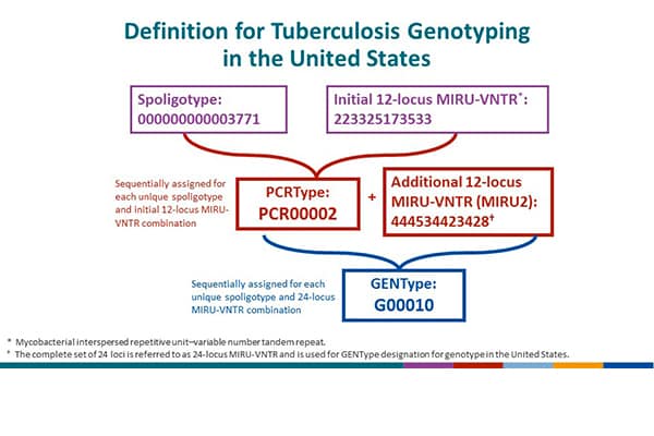 Definition for Tuberculosis Genotyping in the United States. This slide shows the schematic for sequential assignment of unique spoligotypes and initial 12-locus MIRU-VNTR combination or 24-locus MIRU-VNTR combination.