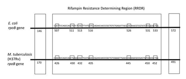 Rifampin Resistance Determining Region (RRDR)