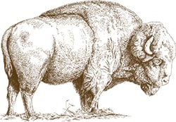 Engraved illustration of bison.