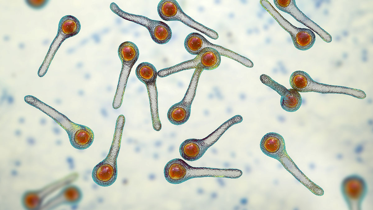 Tetanus bacteria