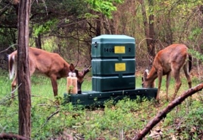 Two deer feeding at a 4-poster deer treatment device in the northeastern United States