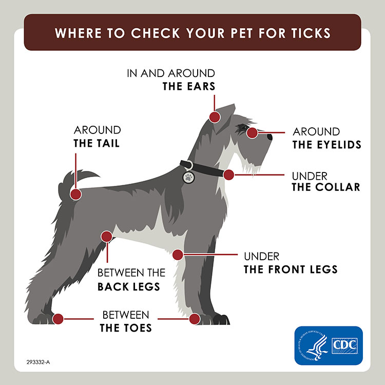 graphic of a dog showing where to check for ticks:  In and around the ears, around the eyelids, under the collar, under the front legs, between the toes, between the back legs, and around the tail.