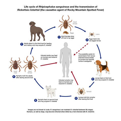 do dog ticks bite humans