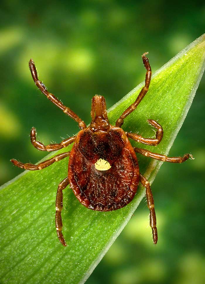 Photo of an adult female lone star tick, Amblyomma americanum, on a blade of grass.